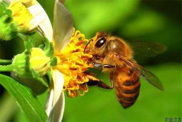 怎么介绍蜜蜂的环境