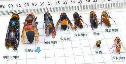 蜜蜂和胡蜂怎么分别的简单介绍
