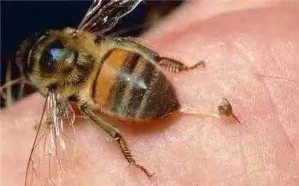 家养蜜蜂为什么互相咬死,蜜蜂相咬原因 