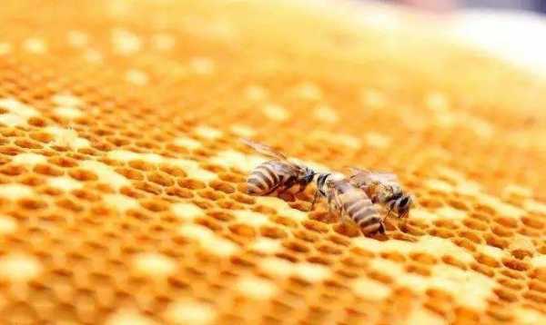 蜜蜂过冬没有蜂蜜怎么办