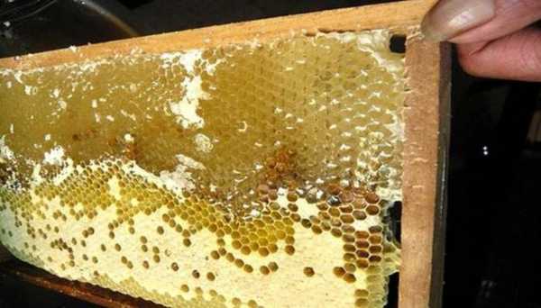 蜜蜂过冬没有蜂蜜怎么办