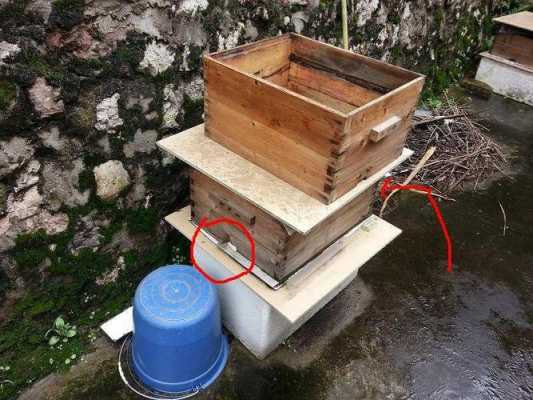 中蜂怎么控制分蜂