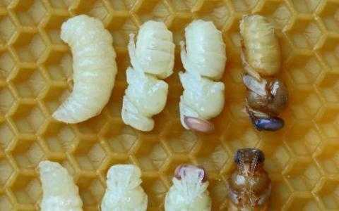 蜜蜂幼虫怎么吃最好的 蜜蜂的幼虫怎么吃