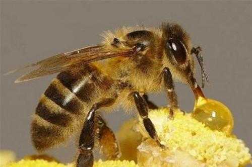  怎么给蜜蜂做蜂料「蜜蜂如何做蜂蜜」
