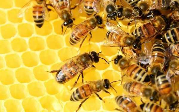 蜂王和蜜蜂有什么区别呢-蜂王和蜜蜂有什么区别