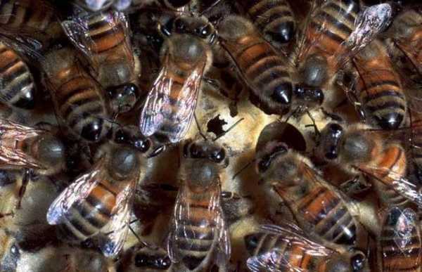 蜂感染真菌怎么办（蜜蜂感染）