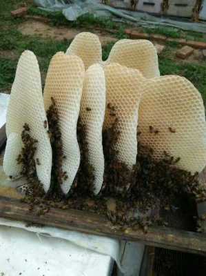 蜜蜂什么时候建巢