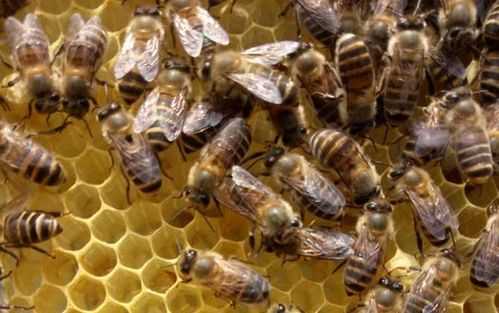 蜜蜂起盗怎么办_蜜蜂盗蜂有什么办法可以处理?