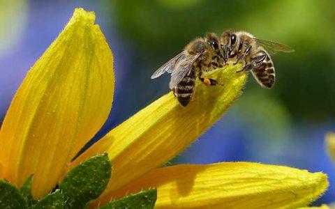 秋季蜜蜂怎么会跑出来
