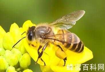 蜂蜜 蜂毒-蜜蜂蜂毒有什么功效