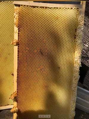 蜜蜂怎样换掉老巢脾 蜜蜂怎么退出老脾