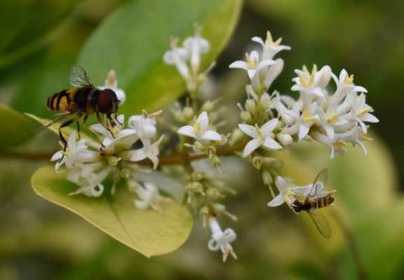 花粉和蜜有什么关系图片 花粉和蜜有什么关系