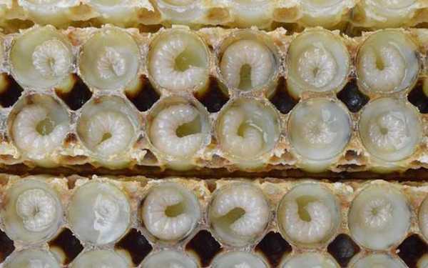 蜂王胎的作用与功效百度百科-蜂王眙有什么作用