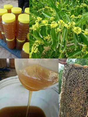  新疆蜂蜜踩什么花「新疆纯蜂蜜」
