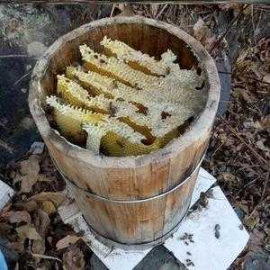 桶养蜜蜂怎样取蜜-桶养蜜蜂怎么取花粉