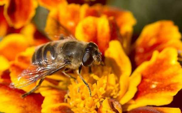  蜜蜂儿有什么功效「蜜蜂儿有什么功效和作用」
