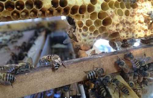  中蜂怎么混合分群「中蜂如何并群」