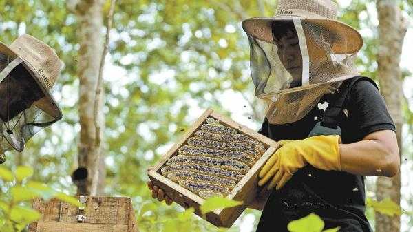  野蜂蜜怎么喂「野蜂蜜怎么采收」