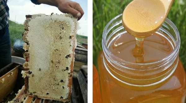 土蜂蜜繁殖怎么办_土蜂蜜是怎么形成的