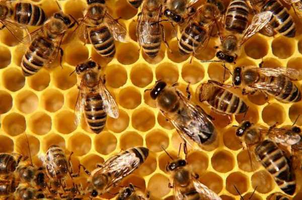 蜜蜂蜂蜜是怎么产的（蜜蜂的蜂蜜是怎么形成的）