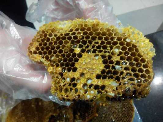 蜂巢里的幼蜂怎么保存