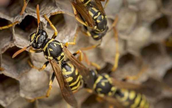  用蜂巢怎么治疗风湿「蜂巢治风湿性关节炎怎么利用」