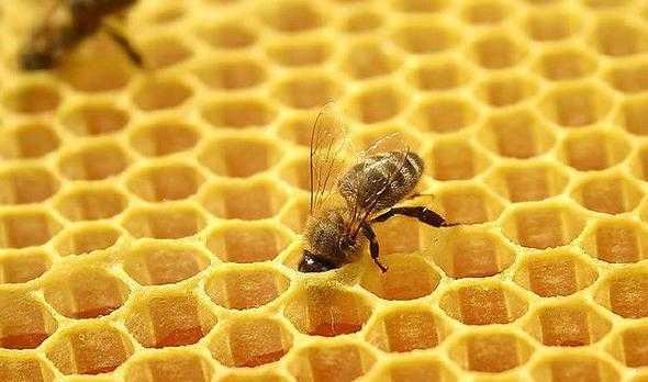  用蜂巢怎么治疗风湿「蜂巢治风湿性关节炎怎么利用」