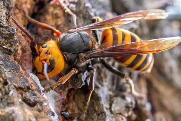 胡蜂为什么偷吃蜂蜜,胡蜂为什么会蜇人 