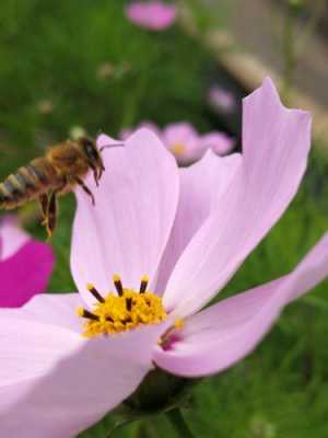 秋天有什么花蜜蜂可以采-秋天什么花有蜜和花粉