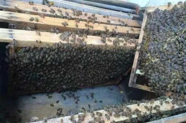 蜂群中怎么弄蜂王分箱的-蜂群中怎么弄蜂王分箱