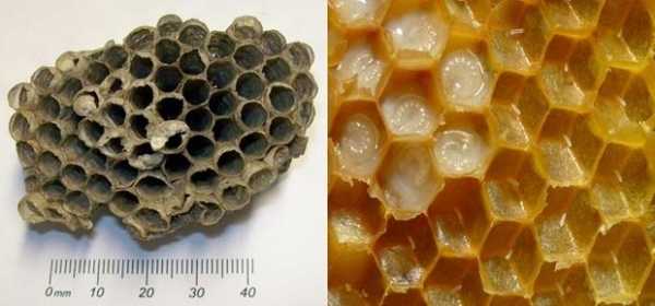 蜜蜂舍腺蜡腺是什么_蜜蜂的蜡腺
