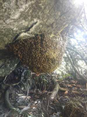 野蜜蜂有什么用 野蜜蜂生存在什么地方