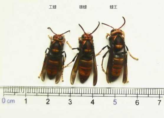 雄蜂与工蜂的形体和颜色有何区别?