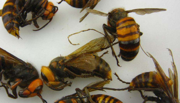 有胡蜂吃蜜蜂怎么处理的简单介绍
