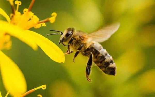 蜜蜂哪个季节蜜最多