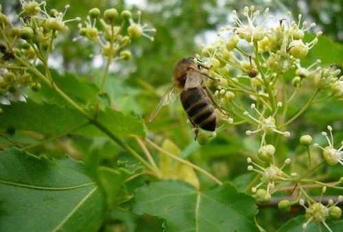 东北黑蜂采蜜好不好-东北黑蜂蜜采的什么花