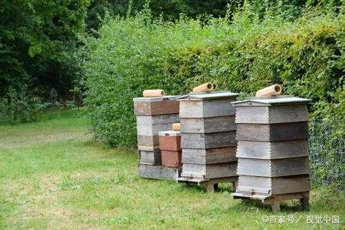 新蜂箱怎么引诱蜜蜂,新的蜂箱怎样才能让蜜蜂住在里面 