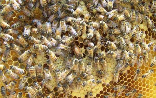 蜜蜂怎么养着会变少了