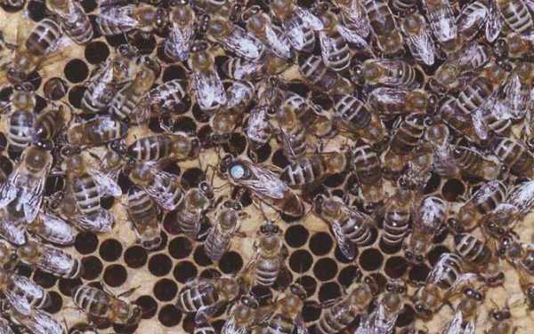  养殖的蜜蜂是什么品种「养蜜蜂的叫什么」