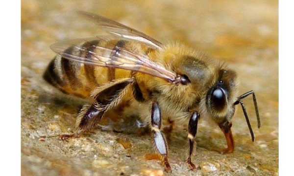排蜂与蜜蜂的区别-排蜂和土蜂有什么区别