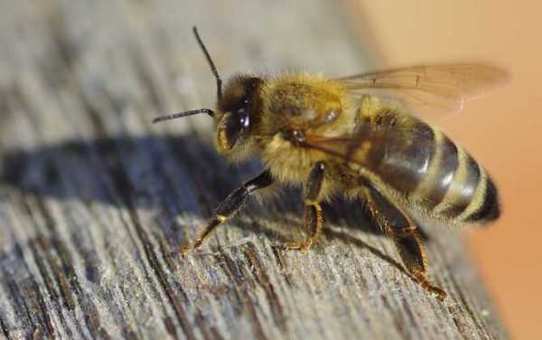 什么蜜蜂产量最高 世界上什么蜜蜂产蜜快