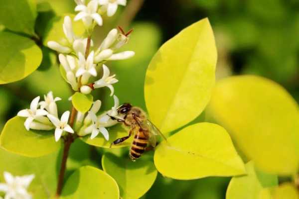 怎么养好蜂蜜花