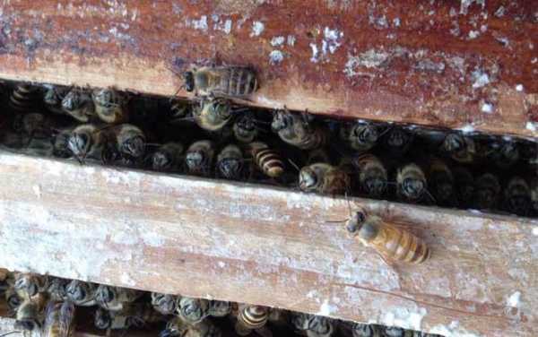 蜂群怎么收回家（收回来的蜂怎样放入新蜂箱）