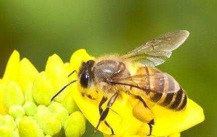 什么品种蜜蜂产蜜最好（哪种蜜蜂产量高）