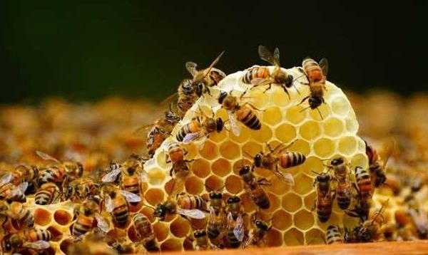 小蜜蜂的蜂蜜是做什么用的