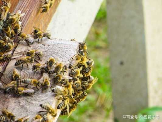 蜜蜂打架怎么分开