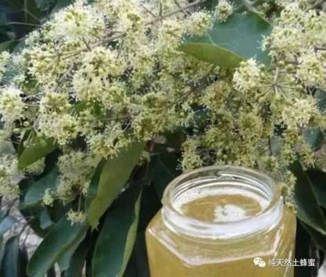 蜂蜜有点苦是什么树花_蜂蜜有点苦是什么树花的原因