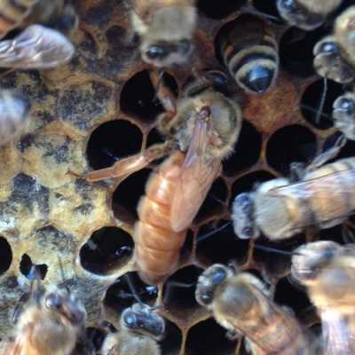 蜂蜜中的蜂王是什么颜色的 蜂蜜中的蜂王是什么