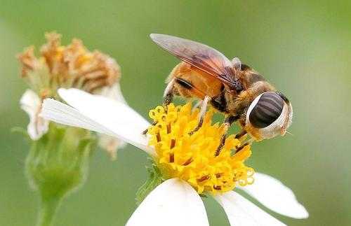 蜜蜂怕什么植物_蜜蜂怕什么昆虫