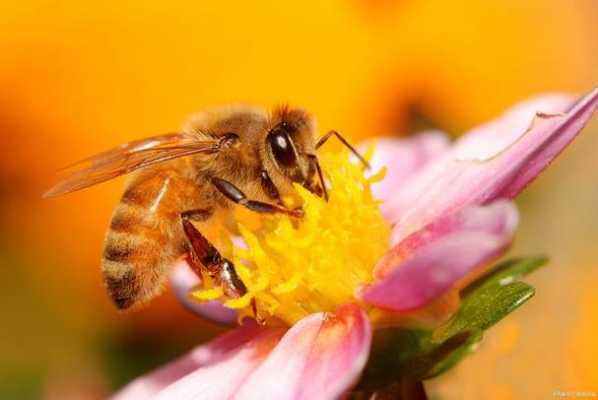 蜜蜂怕什么植物_蜜蜂怕什么昆虫